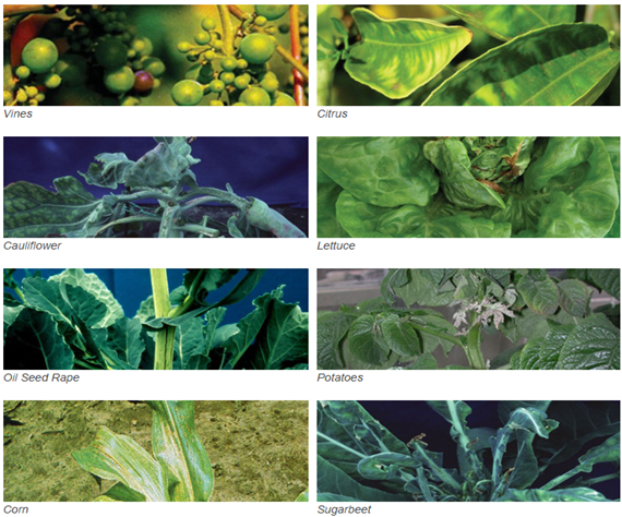 کمبود بور در گیاهان مختلف
